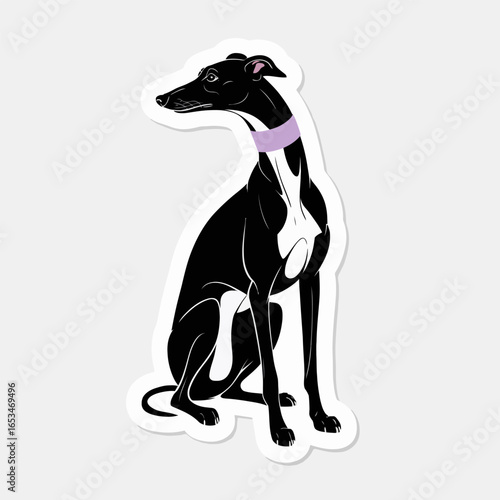 Elegant black greyhound dog with a purple collar sitting gracefully isolated on white background, showcasing its slender build and long neck in a vector illustration
