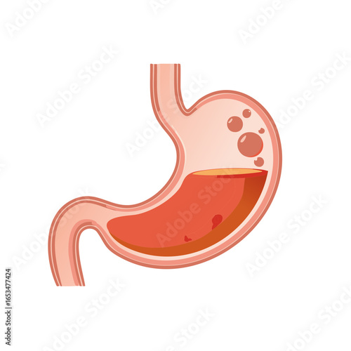 Human stomach showing digestion process with gastric acid and bubbles medical illustration