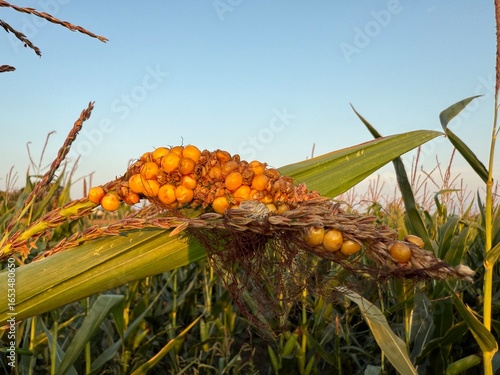 Mais Zea mays Getreide Körnermais Saat Ernte Kolben gelb Körner Popcorn Maize cereal grain maize staple food corncob field farmer agriculture seed harvest cob cow yellow kernels popcorn cornfield