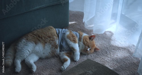 A ginger cat in a gray T-shirt sleeps in an apartment on a carpet in front of a window on a sunny summer morning