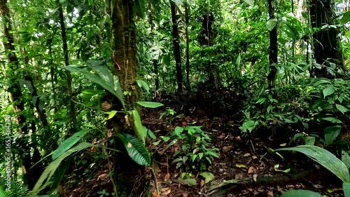  Following a small trail in a tropical forest, rainforest with high biodiversity on a sunny day - jungle nature background of Amazonian and Chocó forest