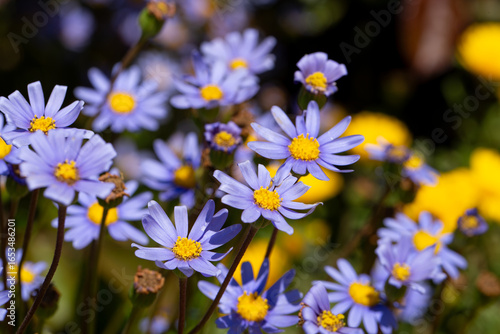 Blue Daisy, Felicia Amelloides, Happy Flower, Kingfisher Daisy, Cape Aster, Blue Felicia, in the family Asteraceae