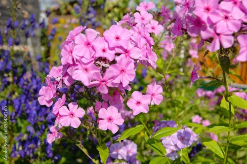 Close-up of bright pink phlox in blooming summer garden. Beautiful background with blurred blue flowers. Perfect for use in design of cards, invitations, websites and promotional materials. Summer