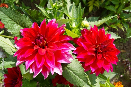 A close-up of two vibrant red dahlias with pink-tipped petals in a sunny summer garden. The lush blooms and vibrant colors make this image perfect for decorating websites, blogs, and printed materials