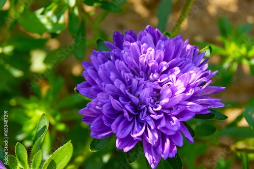 Terry purple aster close-up. Image with beautiful texture and color for website design, banners, advertising materials related to cosmetics, perfumes or spa services.