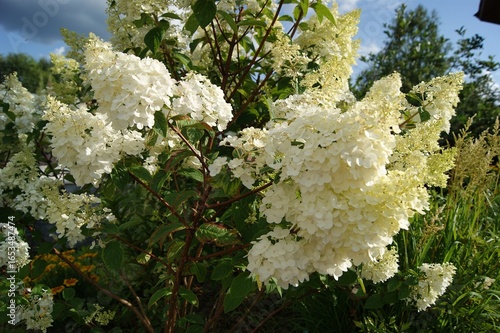 Close-up of white hydrangea paniculata flowers in a summer garden. Beautiful, delicate image for use in website design, postcards, wedding invitations and promotional materials. Summer flowers. Garden