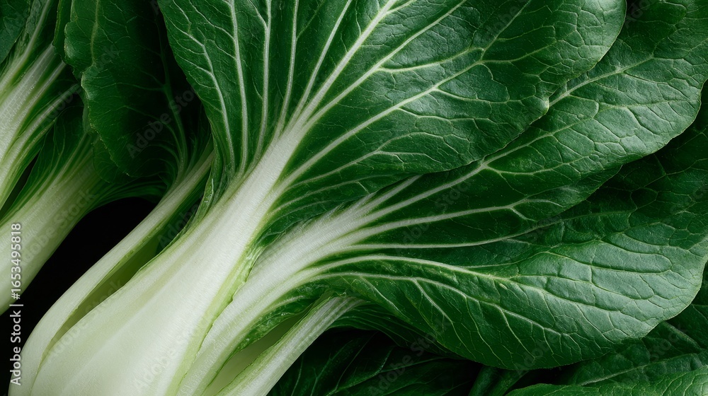Fototapeta premium Bok choy leaf with white stems