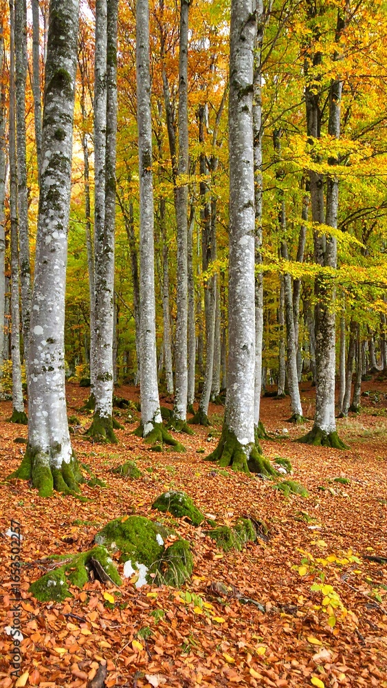 Fototapeta premium Autumn forest with vibrant foliage