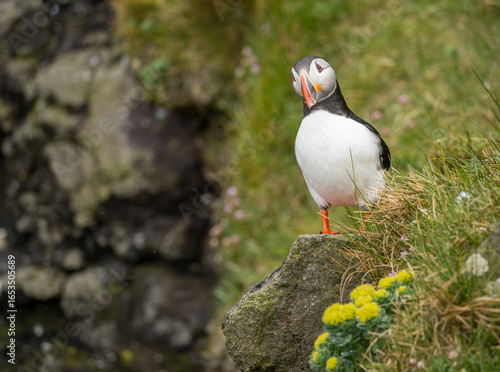 Wallpaper Mural Atlantic puffin on the cliffs in the Skalanes Nature and Heritage center near Seydisfjordur Iceland Torontodigital.ca