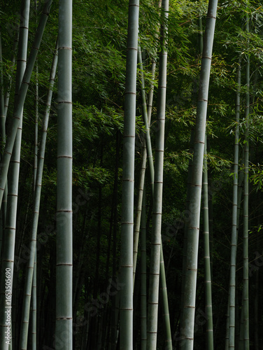 竹林