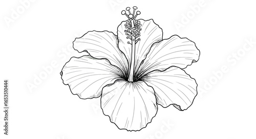 A detailed black and white drawing of a hibiscus flower, showing petals and stamen.
