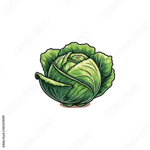 Green Cabbage Head