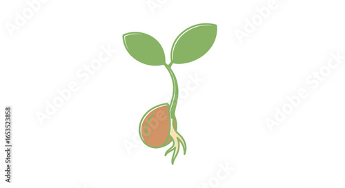 Germinating Seedling Illustration with Roots and Sprouting Leaves for Educational Resources and Botanical Studies on Plant Life Cycles