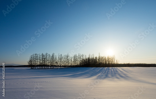 Wallpaper Mural A forest reflecting shadows on the snowy field Torontodigital.ca