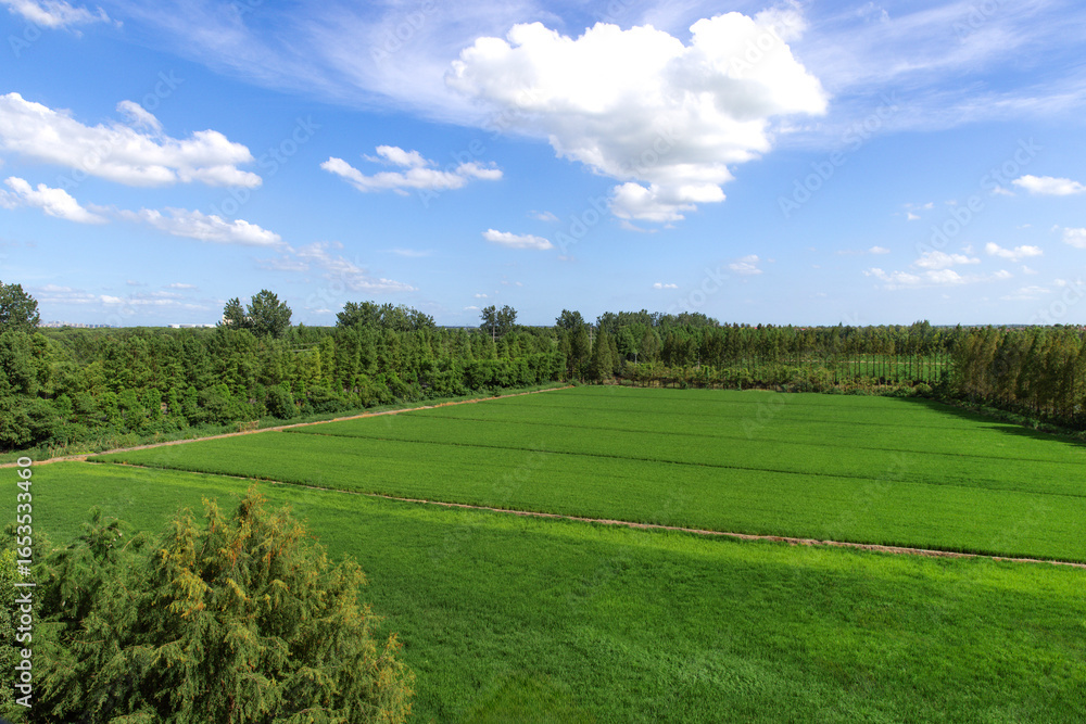 Fototapeta premium Green pastoral scenery