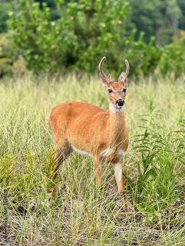 Wallpaper Mural Sunken Meadow State Park, Suffolk County, Kings Park. A family of deer, eat berries. A doe, a buck and a fawn in the sandy wetlands by the Long Island Sound along the shore. Graceful and gentle animal Torontodigital.ca