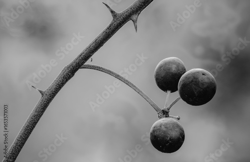 close-up of a thorny branch with three dark berries, showing detailed textures against a softly blurred background in black and white