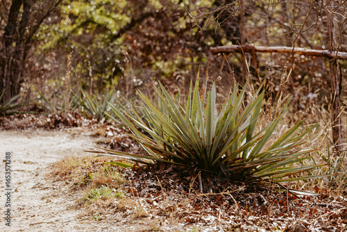 yucca standing near a hiking path in the dry summer heat of Texas