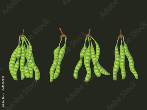 pete petai green pea trasitional indonesia asian herb organic element vegan plant food bitter bean