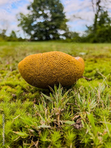 mushroom on a bed of moss