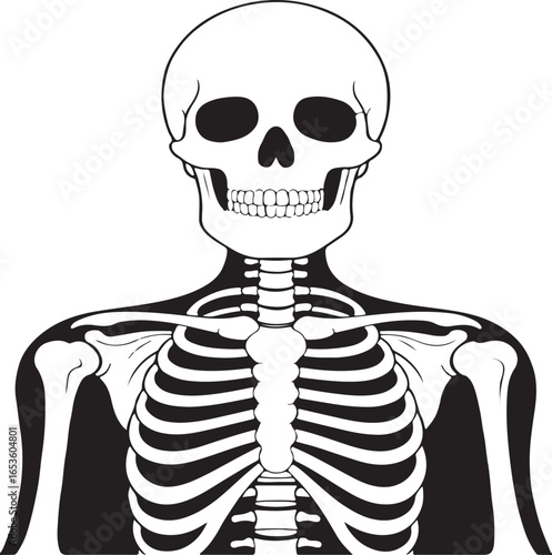 Monochrome Skeleton Illustration Featuring a Skull, Ribcage, and Shoulder Bones Against a Stark White Background, Depicting Anatomy