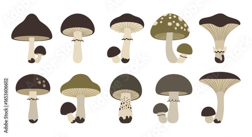 Mushrooms Illustrations