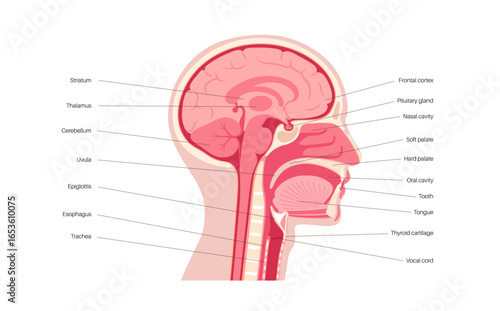 Upper respiratory tract and brain