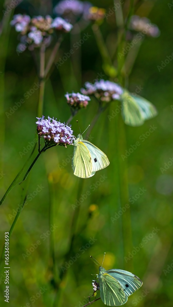 Naklejka premium Butterflies on purple flowers