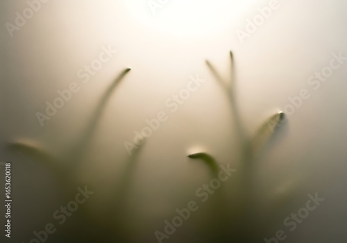 Ethereal silhouettes of delicate foliage behind frosted glass creating a soft glow