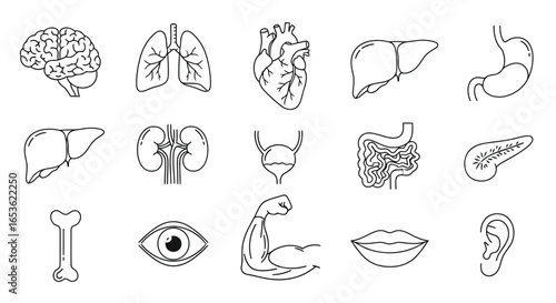 Vector illustration of collection of human organs and body parts in line art style