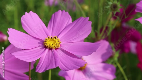 Closeup cosmos bipinnatus  flower blooming in garden	