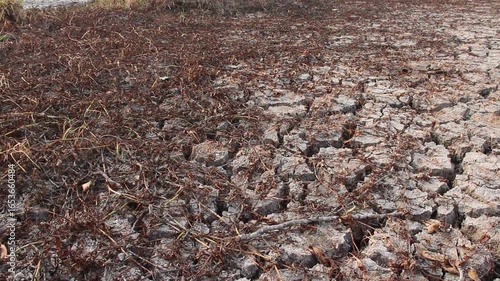 Cracked ground with dry rice field drought season 