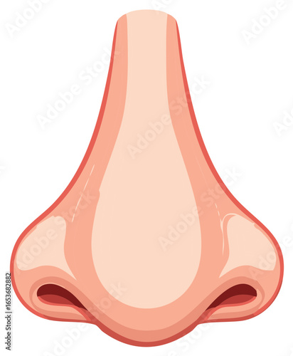 Front view of a detailed human nose cartoon vector illustration