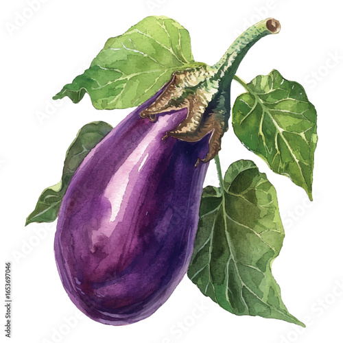 Purple Eggplant Vector Illustration with Green Leaves for Food and Vegetable Art