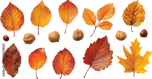 Tiny_moss_green_and_deep_amber_autumn_leaves_
