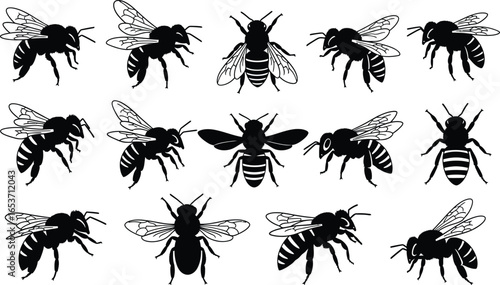 Honey bee vector illustration graphics insect silhouette art