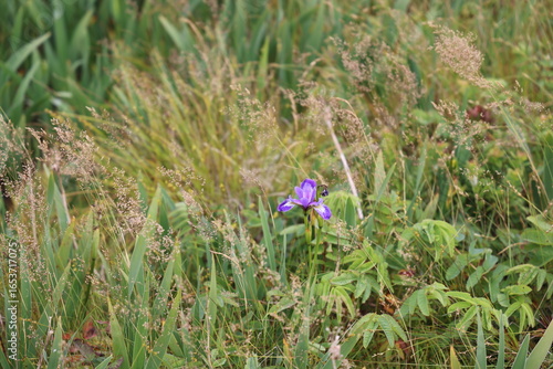 purple iris in the meadow