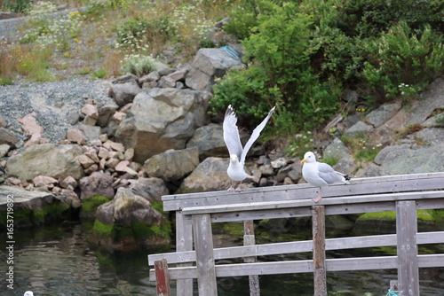 seagulls on the dock