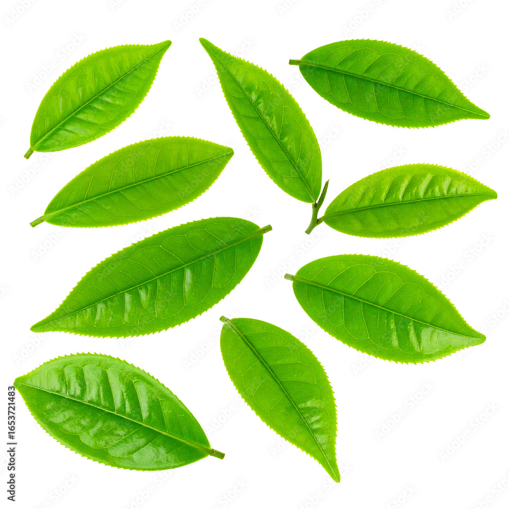 Fototapeta premium Fresh Tea Leaves Isolated On White Background: Captivating shot of vibrant green tea leaves. A refreshing symbol of nature's bounty. A true testament to freshness and natural beauty.