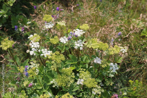 wild flowers in the meadow