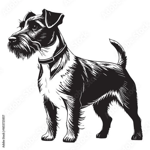 black jack russell Silhouette Vector, High Quality Illustration on White Background