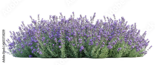 Purple lavender bush isolated on transparent background