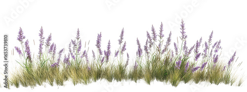 Purple lavender flowers and green grass, isolated on transparent background
