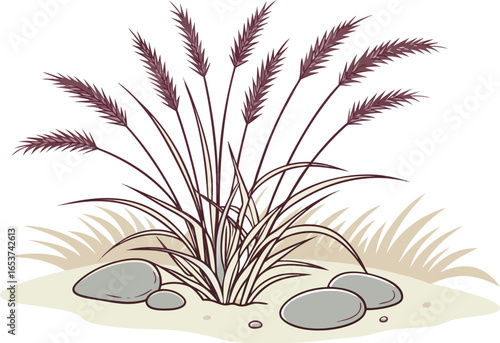 Detailed illustration of ornamental grass with stones on a sandy patch plant nature