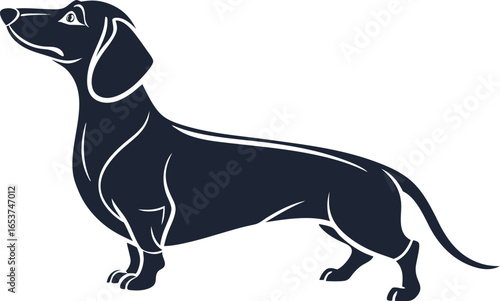 Hand-Drawn Border Collie Vector Illustration – Black and White Dog Art Design