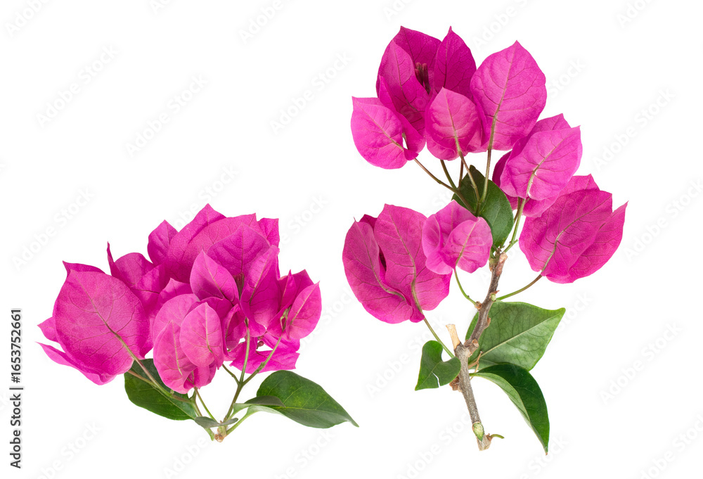 pink bougainvillea flowers isolated on transparent background. pink bougainvillea flowers isolated on transparent background.