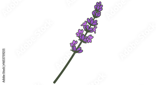 Delicate Lavender Flower Illustration, Perfect for Aromatherapy, Beauty Products, and Natural Medicine Designs, Ideal for Wellness and Relaxation Themes.