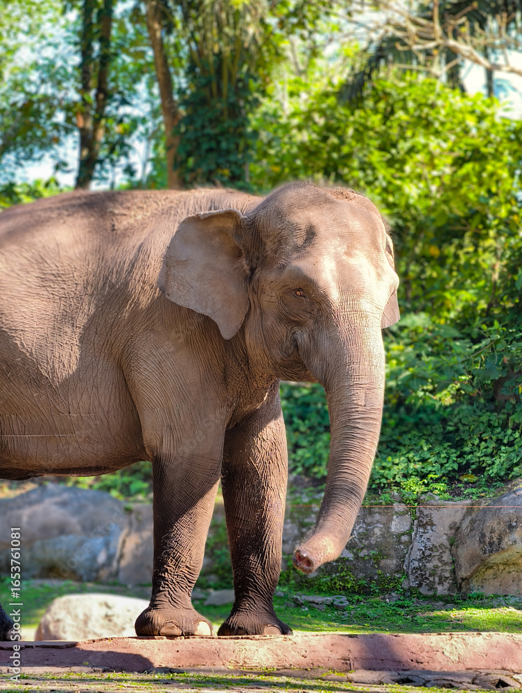 Fototapeta premium Majestic Elephant Standing in Lush Green Forest Habitat.