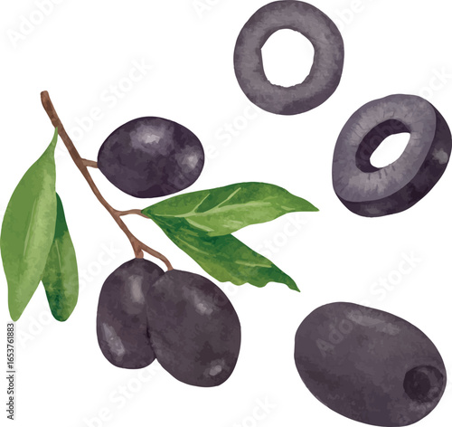Vector watercolor illustration set of olive branch, whole olives, olive rings, sliced olives, and black olives