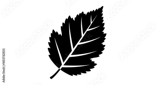 Detailed Birch Leaf Silhouette Illustration for Botanical Studies, Nature-Themed Designs and Eco-Friendly Branding Projects on Adobe Stock